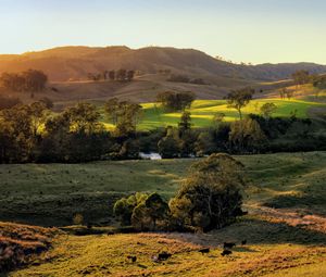 Preview wallpaper field, hills, light, trees, cows, nature