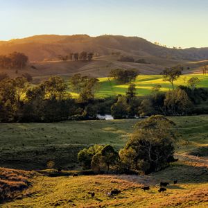 Preview wallpaper field, hills, light, trees, cows, nature