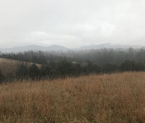 Preview wallpaper field, hills, trees, fog, landscape