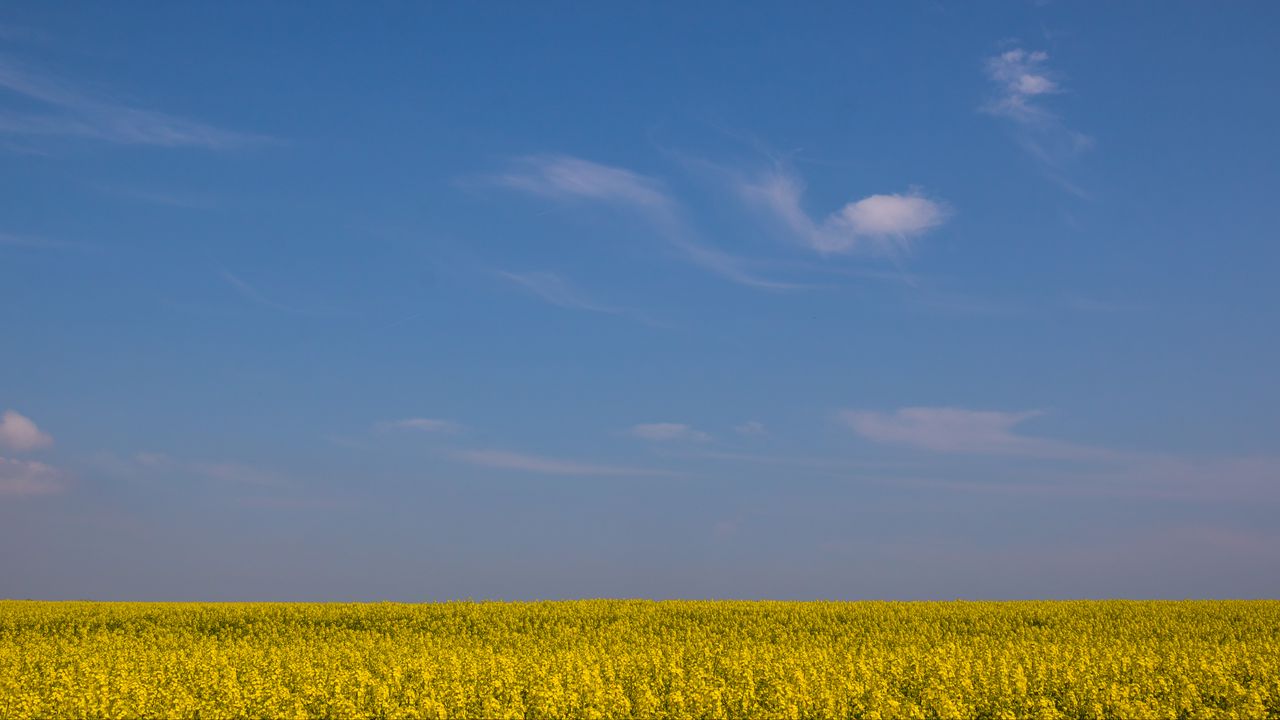Wallpaper field, horizon, flowers, sky, yellow, blue