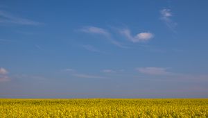 Preview wallpaper field, horizon, flowers, sky, yellow, blue