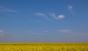 Preview wallpaper field, horizon, flowers, sky, yellow, blue