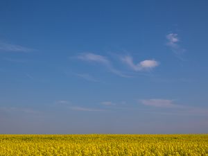 Preview wallpaper field, horizon, flowers, sky, yellow, blue