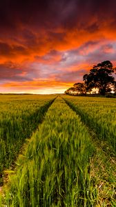 Preview wallpaper field, horizon, sunset, trees