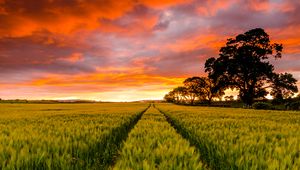 Preview wallpaper field, horizon, sunset, trees
