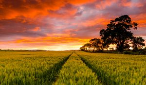 Preview wallpaper field, horizon, sunset, trees