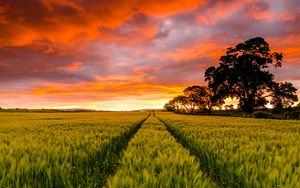 Preview wallpaper field, horizon, sunset, trees