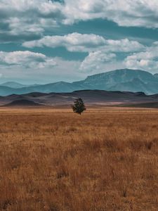 Preview wallpaper field, horizon, tree, lonely, clouds