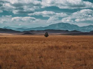 Preview wallpaper field, horizon, tree, lonely, clouds