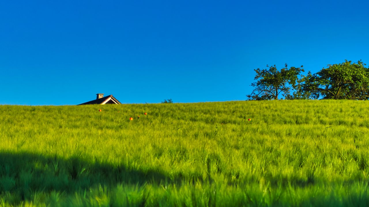 Wallpaper field, house, nature, summer