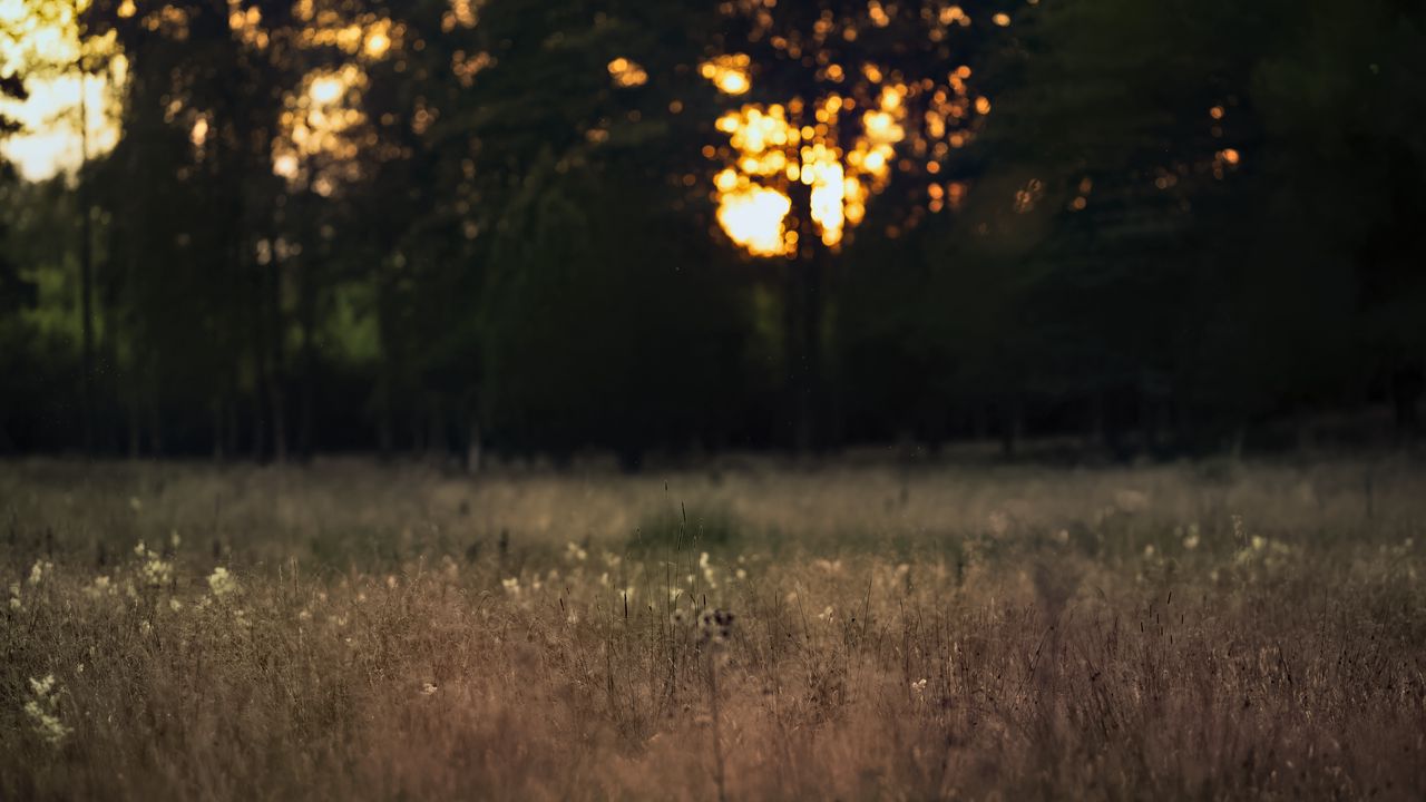 Wallpaper field, landscape, grass, trees, sunset