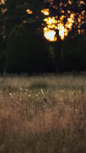 Preview wallpaper field, landscape, grass, trees, sunset