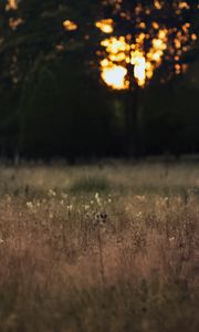 Preview wallpaper field, landscape, grass, trees, sunset