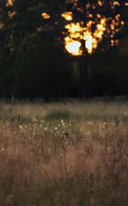 Preview wallpaper field, landscape, grass, trees, sunset