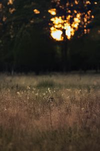 Preview wallpaper field, landscape, grass, trees, sunset