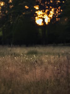 Preview wallpaper field, landscape, grass, trees, sunset