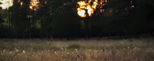 Preview wallpaper field, landscape, grass, trees, sunset