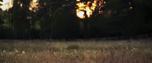 Preview wallpaper field, landscape, grass, trees, sunset