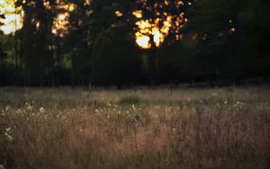 Preview wallpaper field, landscape, grass, trees, sunset