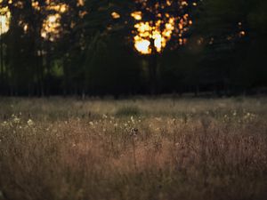 Preview wallpaper field, landscape, grass, trees, sunset