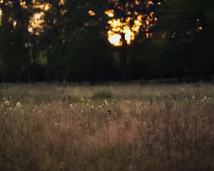 Preview wallpaper field, landscape, grass, trees, sunset