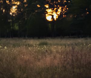 Preview wallpaper field, landscape, grass, trees, sunset