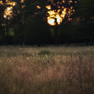 Preview wallpaper field, landscape, grass, trees, sunset