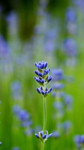 Preview wallpaper field, lavender, blue, close-up, blurred