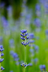 Preview wallpaper field, lavender, blue, close-up, blurred