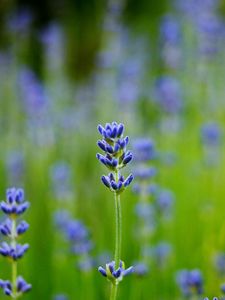 Preview wallpaper field, lavender, blue, close-up, blurred