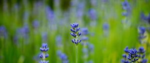 Preview wallpaper field, lavender, blue, close-up, blurred