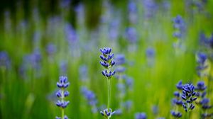 Preview wallpaper field, lavender, blue, close-up, blurred