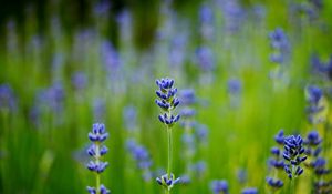 Preview wallpaper field, lavender, blue, close-up, blurred