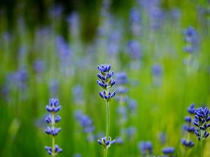 Preview wallpaper field, lavender, blue, close-up, blurred