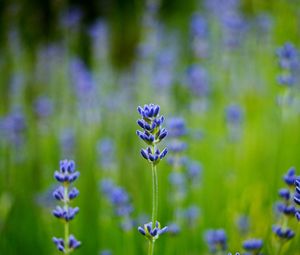 Preview wallpaper field, lavender, blue, close-up, blurred