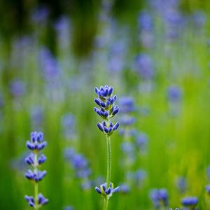 Preview wallpaper field, lavender, blue, close-up, blurred