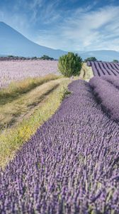 Preview wallpaper field, lavender, bushes, slope, distance