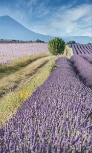 Preview wallpaper field, lavender, bushes, slope, distance