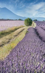 Preview wallpaper field, lavender, bushes, slope, distance