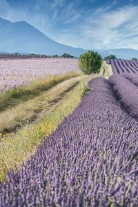 Preview wallpaper field, lavender, bushes, slope, distance