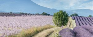 Preview wallpaper field, lavender, bushes, slope, distance