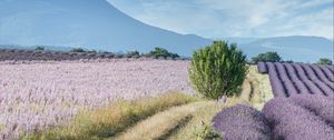 Preview wallpaper field, lavender, bushes, slope, distance