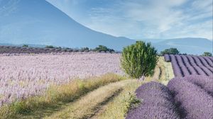 Preview wallpaper field, lavender, bushes, slope, distance