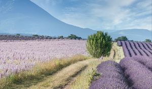 Preview wallpaper field, lavender, bushes, slope, distance