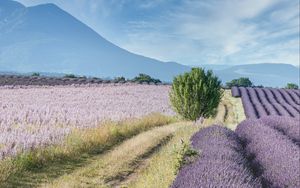 Preview wallpaper field, lavender, bushes, slope, distance