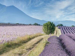 Preview wallpaper field, lavender, bushes, slope, distance