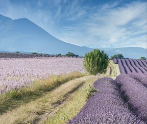 Preview wallpaper field, lavender, bushes, slope, distance