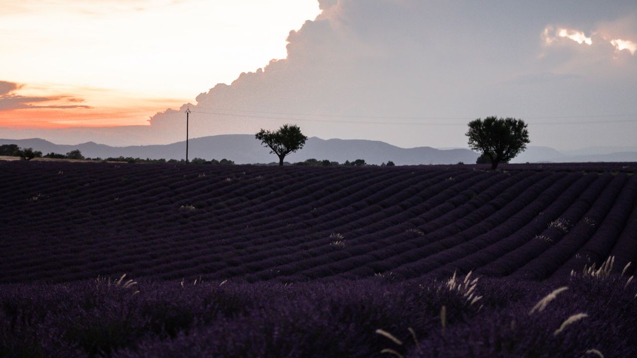 Wallpaper field, lavender, flowers, evening, dusk