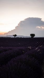 Preview wallpaper field, lavender, flowers, evening, dusk