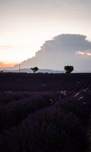 Preview wallpaper field, lavender, flowers, evening, dusk